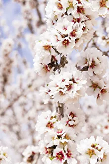 Tunisia Prints: Tunisia. Almond blossoms in orchard