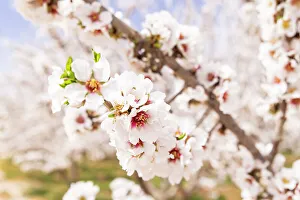 Tunisia Prints: Tunisia. Almond blossoms in orchard