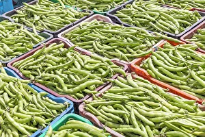 Tunisia Prints: Tunisia. Fresh bean pods on a farm in Tunisia