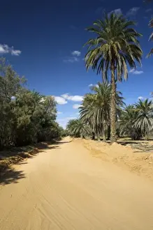 Images Dated 16th March 2010: Tunisia, Ksour Area, Ksar Ghilane, date palm oasis