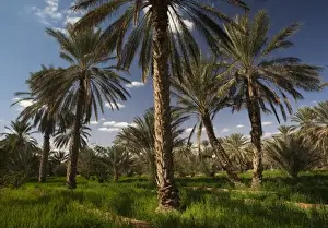 Tunisia, Ksour Area, Ksar Ghilane, date palm oasis