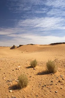 Ksar Ghilane Prints: Tunisia, Ksour Area, Ksar Ghilane, sand dunes
