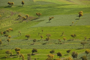 Northern Tunisia Prints: Tunisia, Northern Tunisia, Kroumirie Mountains, Beni Metir, mountain landscape