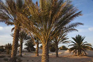 Oasis Prints: Tunisia, Sahara Desert, Douz, Great Dune, palm trees, dawn