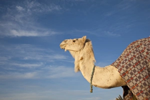Douz Prints: Tunisia, Sahara Desert, Douz, Great Dune, camel, dawn