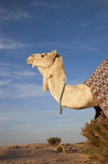 Tunisia, Sahara Desert, Douz, Great Dune, camel, dawn