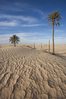 Douz Prints: Tunisia, Sahara Desert, Douz, Great Dune, dawn