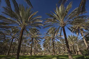 Tunisia, Sahara Desert, Douz, Zone Touristique, Date Palmeraie