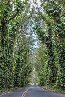 Kauai Prints: Tunnel of trees, Maluhia Road, Kauai, Hawaii, USA