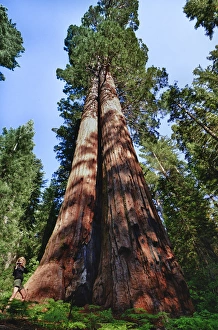 Giant Prints: Tuolumne Grove, Yosemite National Park