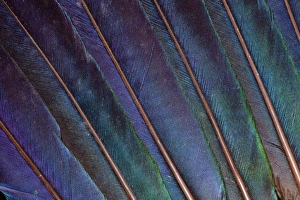 Images Dated 29th March 2010: Turaco feathers