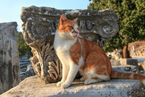 Selcuk Prints: Turkey, Izmir Province, Selcuk, ancient city Ephesus, ancient world center of travel
