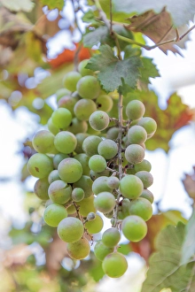 Images Dated 9th June 2024: Turkey, Nazilli. Bunch of grapes on the vine