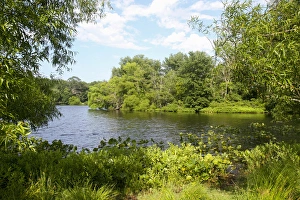New Jersey Prints: Turkey Swamp Park, Freehold, New Jersey, United States, North America