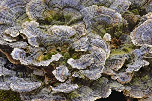 Louisville Prints: Turkey tail bracket fungi. The Parklands, Louisville, Kentucky