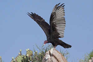 Warming Prints: Turkey Vulture (Cathartes Aura) spreading wings to warm