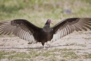 Hidalgo County Prints: Turkey Vulture (Cathartes Aura) warming