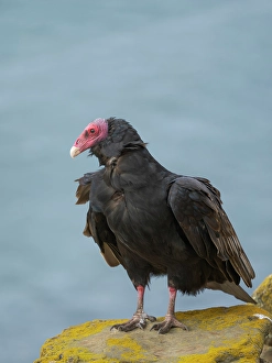 Neck Prints: Turkey vulture portrait. South America, Falkland Islands, Saunders Island