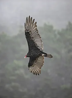 Betty Sederquist Prints: Turkey vulture spreads its mighty wings while hunting for carrion