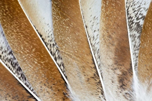 Turkey Wing feathers fanned out