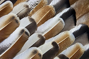 Fanned Out Prints: Turkey Wing feathers fanned out