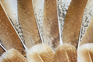 Images Dated 15th November 2011: Turkey Wing feathers fanned out