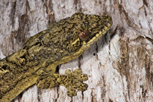 Turnip-tailed Gecko (Thecadactylus solimoensis), Yasuni National Park, Amazon Rainforest Turnip-tailed Gecko (Thecadactylus solimoensis), Yasuni National Park, Amazon Rainforest