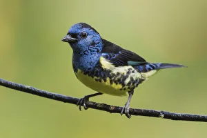 South American Prints: Turquoise tanager
