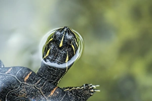 Testudines Prints: A turtle swimming with its head peeping out of the water at the Alligator Farm in St