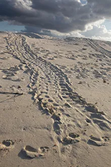 Nesting Prints: Turtle tracks lead from the turtles egg playing place to the shoreline, Galapagos