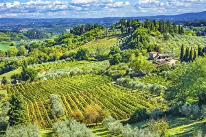Images Dated 30th May 2019: Tuscan vineyard, San Gimignano, Tuscany, Italy