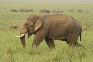 Corbett Prints: Tusker and its