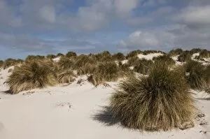 Tussock Grass (Poa flabellata) growing in the dunes on Sea Lion Island, south of mainland