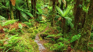 Verdant Prints: Tutoko River Track, Fiordland National Park, South Island, New Zealand