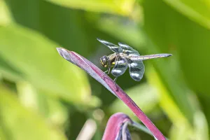 Twelve-spotted Skimmer male on Water Canna