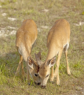 Twin fawn Key Deer from last year feeding together, Odocoileus virgianus clavium Twin fawn Key Deer from last year feeding together, Odocoileus virgianus clavium