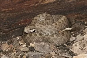 Images Dated 13th June 2007: Twin-spotted Rattlesnake, Crotalus pricei, South Eastern Arizona