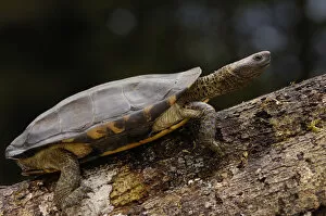 Twist-necked turtle (Platemys platycephala) CAPTIVE Amazon rainforest. ECUADOR