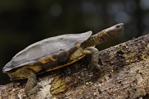 Images Dated 7th September 2007: Twist-necked turtle (Platemys platycephala) CAPTIVE Amazon rainforest. ECUADOR