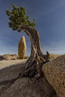 Twisted juniper (Juniperus osteosperma) growing from the granite rocks, Joshua Tree National Park