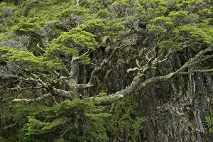 Grey Lake Prints: Twisted tree along Grey Lake, Torres del Paine National Park, Chile, South America