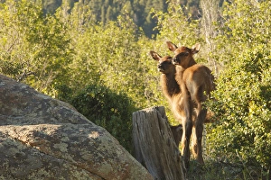 Images Dated 21st June 2011: two, 2 baby elk looking back
