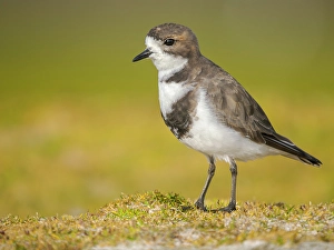 Charadriiformes Prints: Two-banded plover on the coast at Volunteer Point