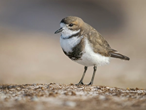 Charadriiformes Prints: Two-banded plover on the coast at Volunteer Point