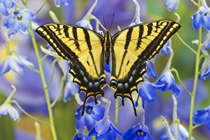 Two-tailed Swallowtail Butterfly, Papilio multicaudatus