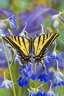 Two-tailed Swallowtail Butterfly, Papilio multicaudatus
