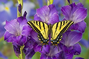 Two-tailed Swallowtail Butterfly, Papilio multicaudatus