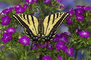 Two-tailed Swallowtail Butterfly, Papilio multicaudatus