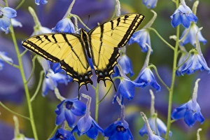 Two-tailed Swallowtail Butterfly, Papilio multicaudatus