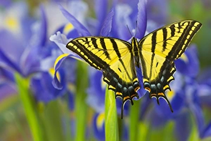 Two-tailed Swallowtail Butterfly, Papilio multicaudatus